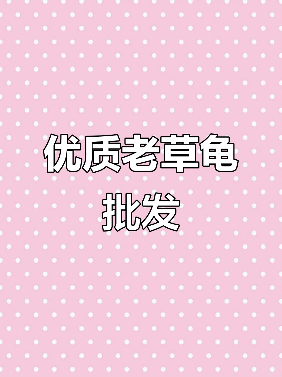 老草龟煲汤,墨龟金末一网打尽