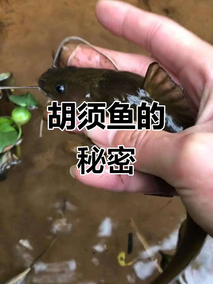 野河发现胡须鱼,精彩直播等你来!