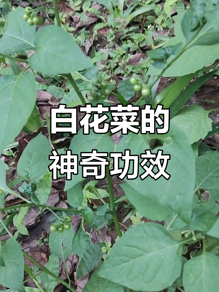 广东野菜白花菜，清热解毒，利尿消肿，疗效堪比凉茶