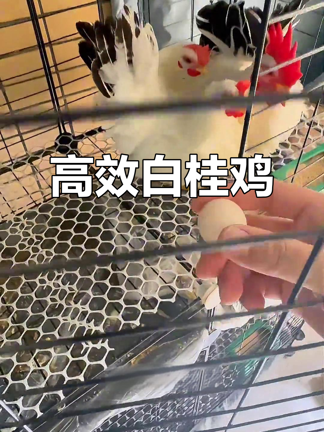 白桂鸡每天产蛋，效率惊人！期待更多住户加入生产行列