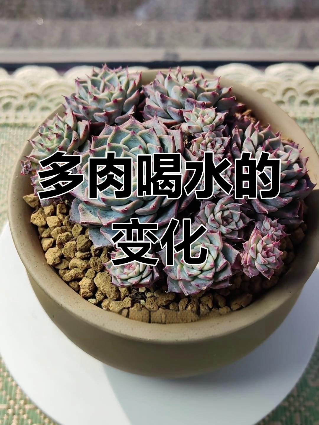 洞庭石榴头多肉喝水奇迹