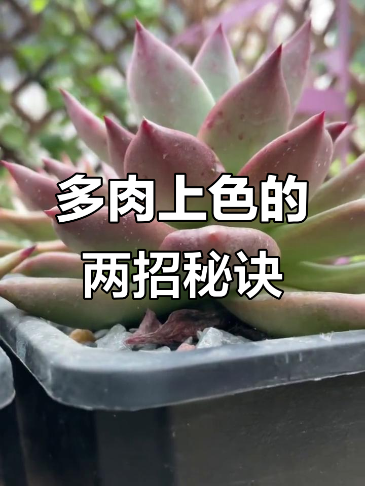 如何让多肉快速上色?这两招必试