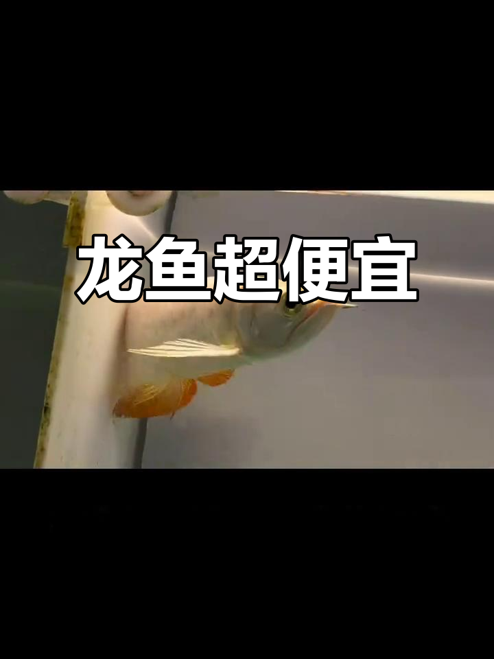 假期逛市场,龙鱼价格惊人!三十公分印尼红龙仅二六零零