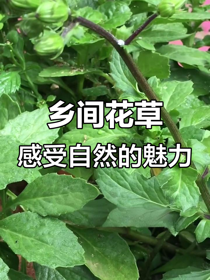乡野自然之美,一花一草皆世界