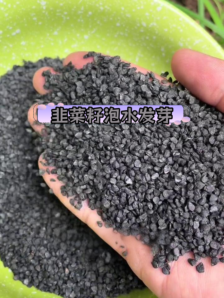 炒熟韭菜籽为何能发芽?