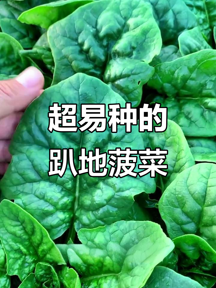 耐寒又好种,趴地菠菜让你阳台变菜园
