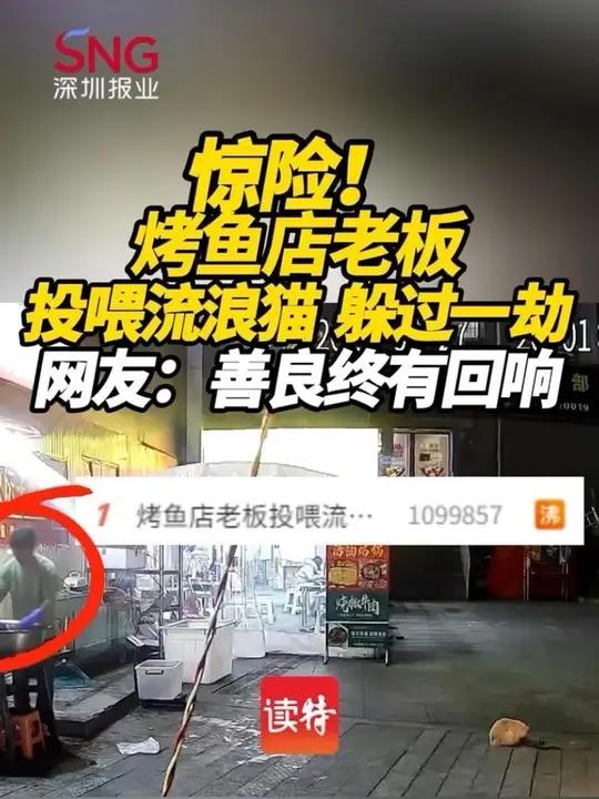 惊险又暖心!流浪猫报恩:烤鱼店老板喂猫后2秒,花盆砸落险丧命!网友:善良是最好的护身符
