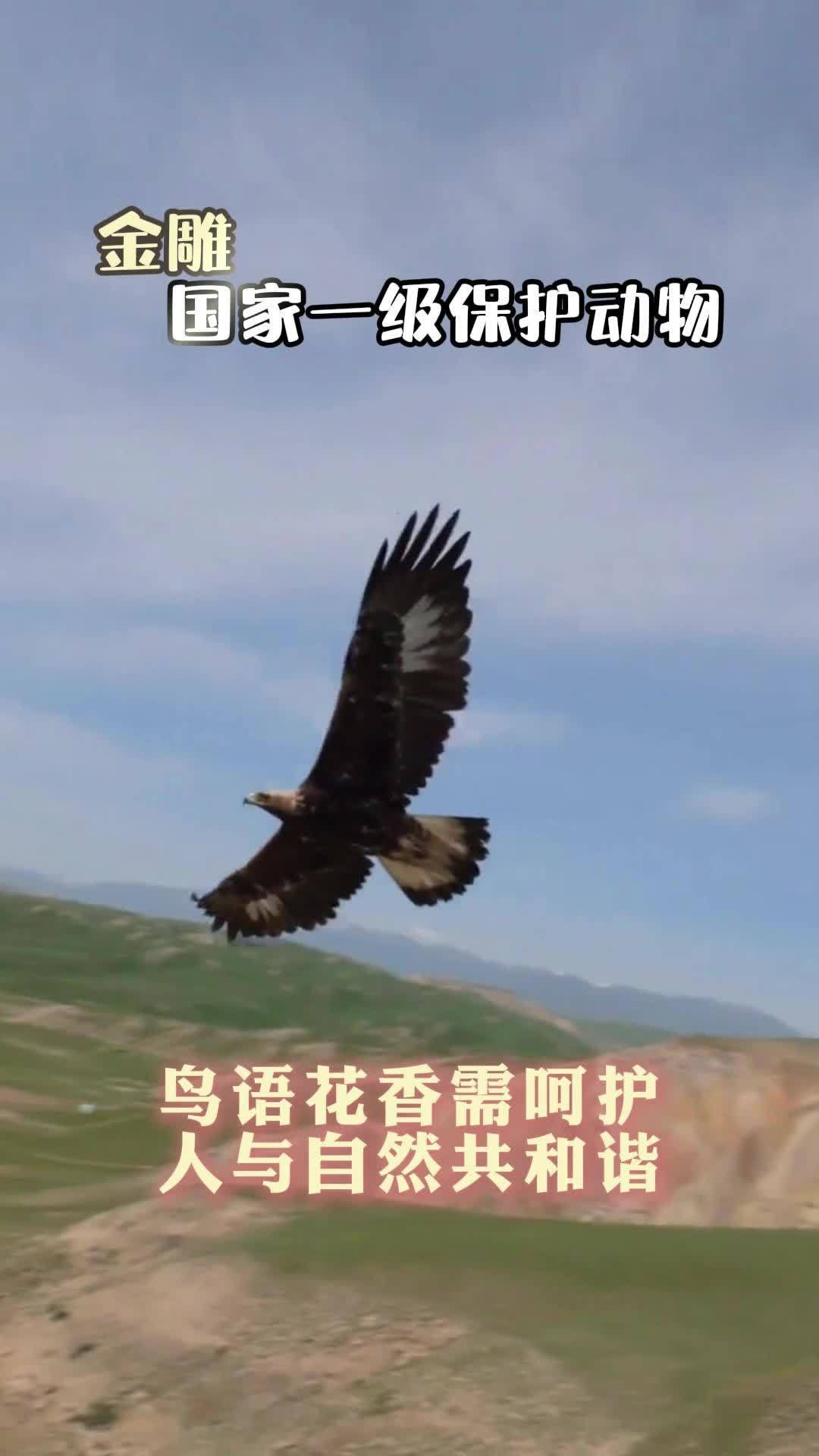四川网友偶遇“巨鸟”惊现公路 体型庞大引围观 野生动物零距离 茶茶野保法宣 守护有一种叫云