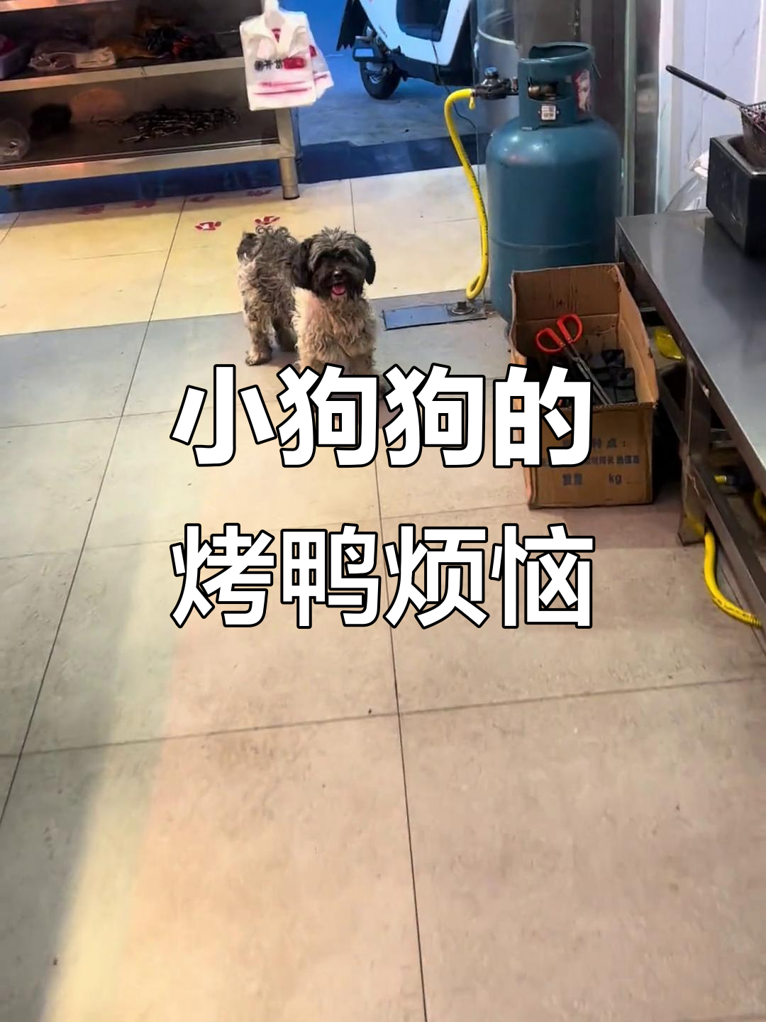 流浪狗吃腻了烤鸭屁股,表情超搞笑