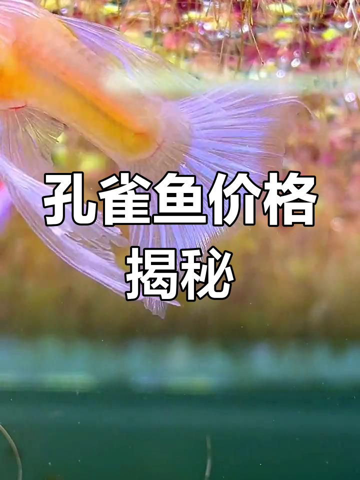 孔雀鱼价格差异大,品系决定价值,蓝白绣球最贵!