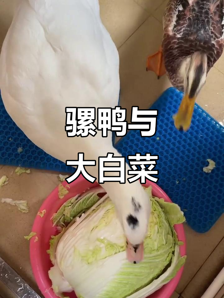大白菜成骡鸭的安抚神器,随时啃食缓解暴躁情绪