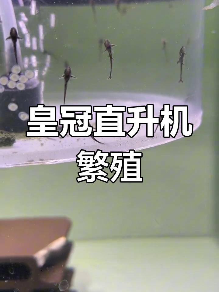 皇冠直升机鱼苗孵化过程