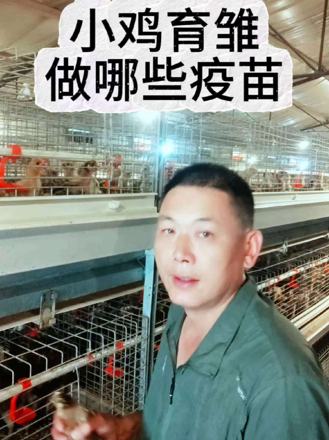 小鸡育雏做哪些疫苗 养鸡知识 科学养鸡 创业养鸡