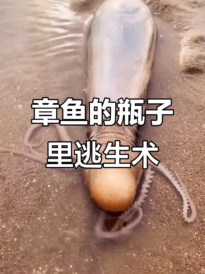 章鱼为何痴迷钻瓶子?超强逃脱技巧大揭秘