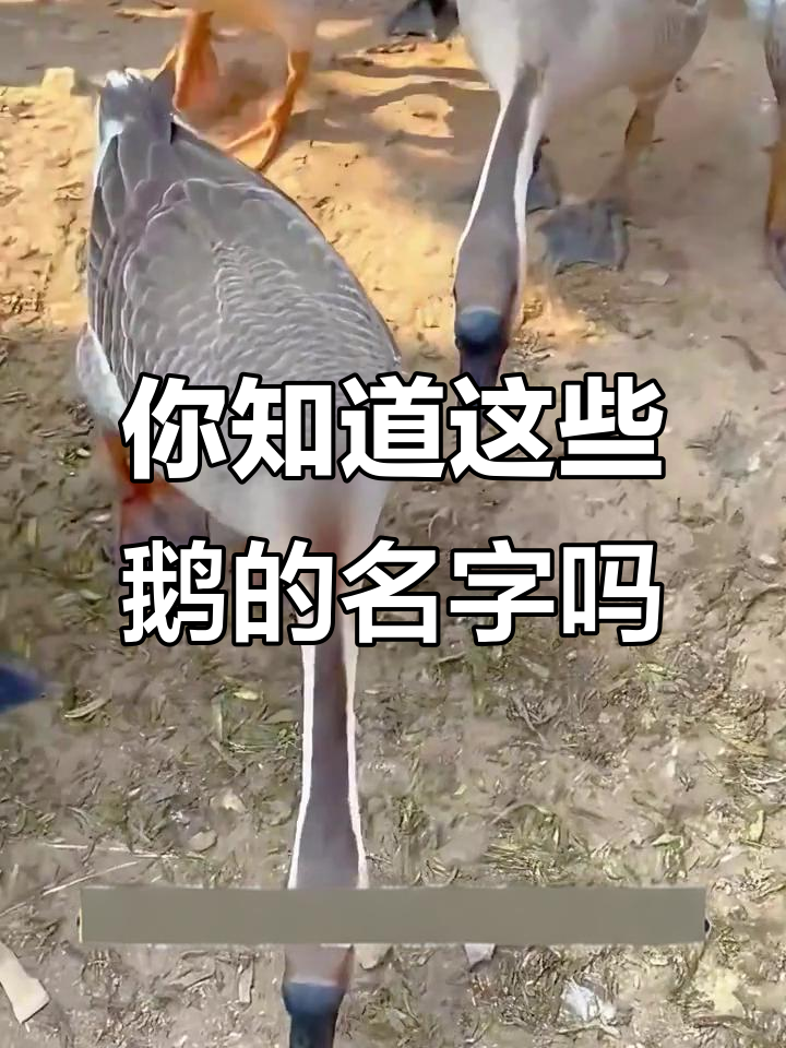 各种鹅的品种大揭秘:从灰雁到天鹅,你了解吗?