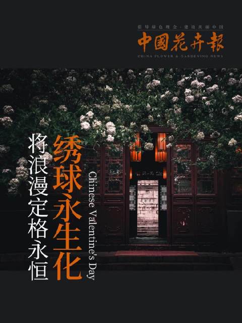 七夕绣球永生花创意DIY,将浪漫定格永恒 中国花卉报 永生花 手工DIY 绣球 七夕 情人