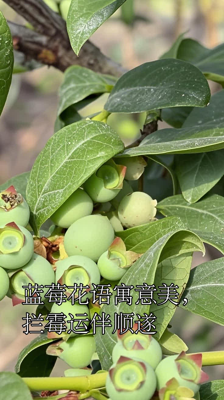 蓝莓花语寓意美,拦霉运伴顺遂