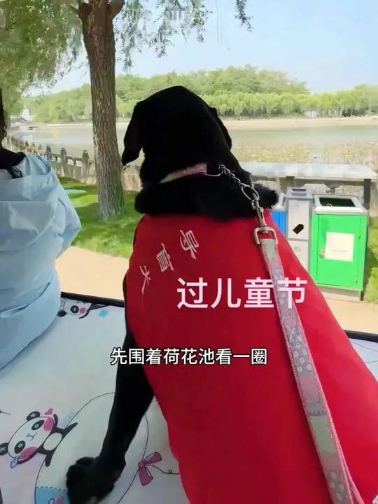 今天是六一儿童节。我和大伟陪着导盲犬黑萌萌过节。玩具买了。是一只黑色的鲨鱼，是他自己选的。