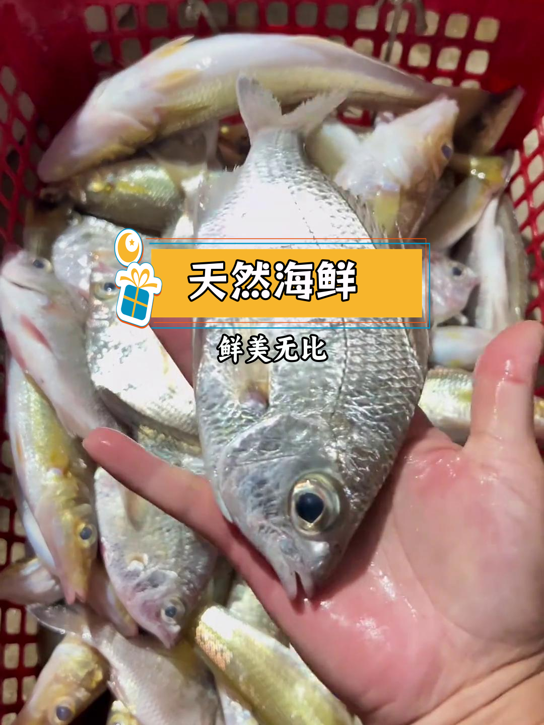 湛江硇洲野生大沙锥鱼,霸气十足