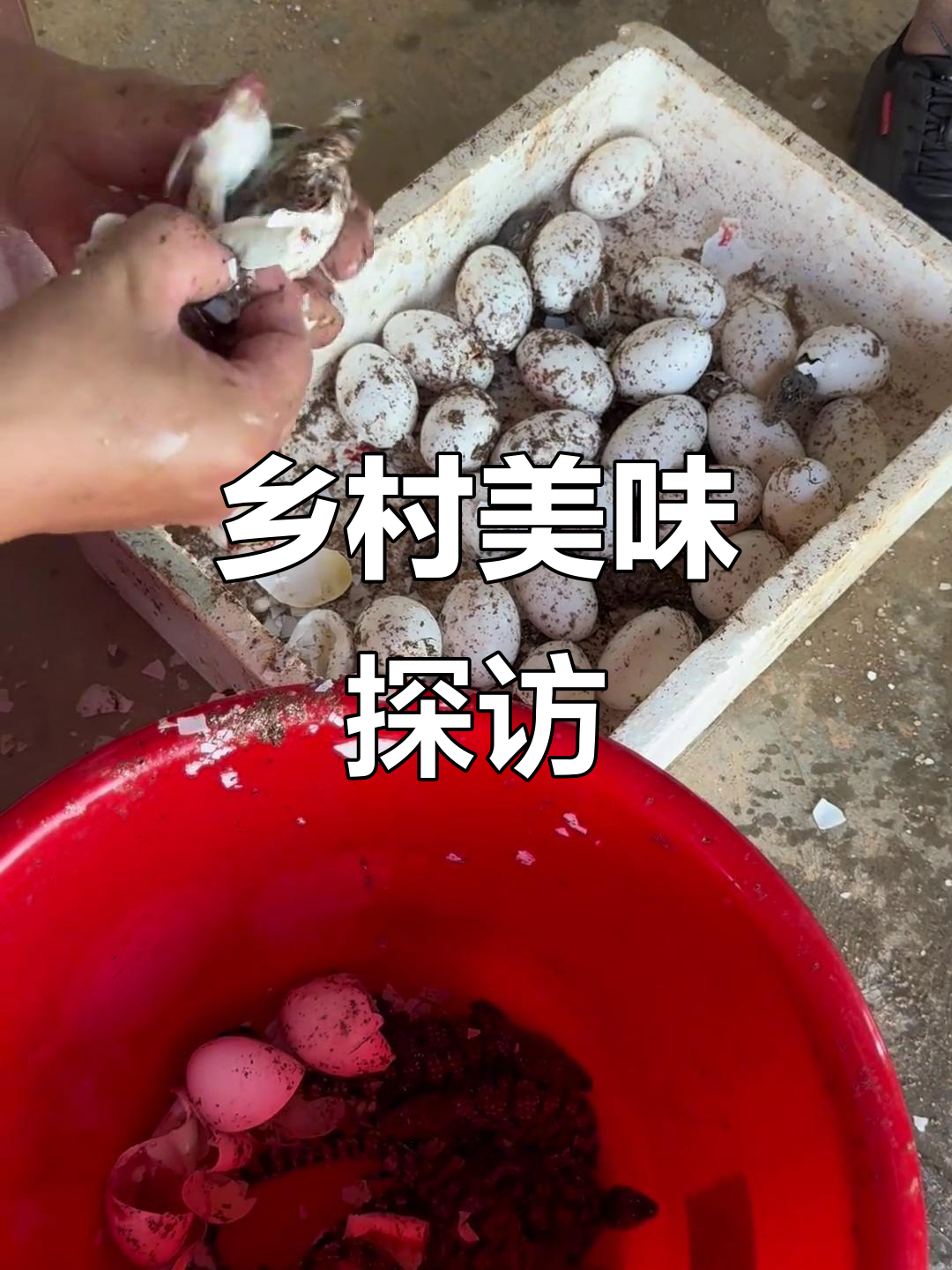农村美食大揭秘:鳄鱼肉的美味之旅