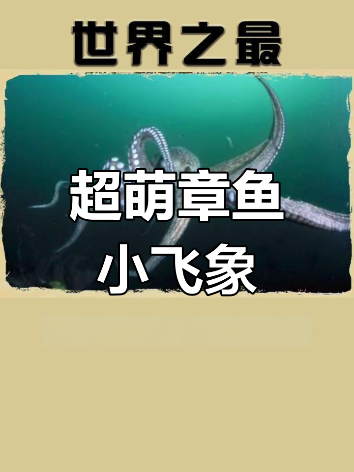 世界上最可爱的章鱼,耳朵像大象!