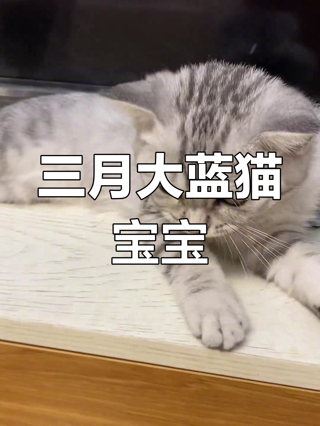 蓝猫与银渐层宝宝三个月,颜值在线萌态十足