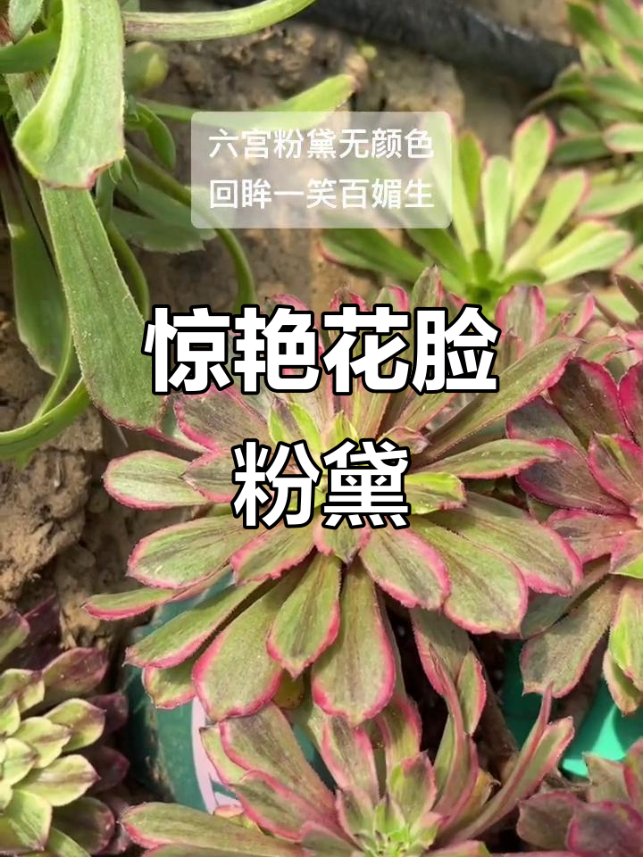 花脸粉黛,魅力四射的妆容展示