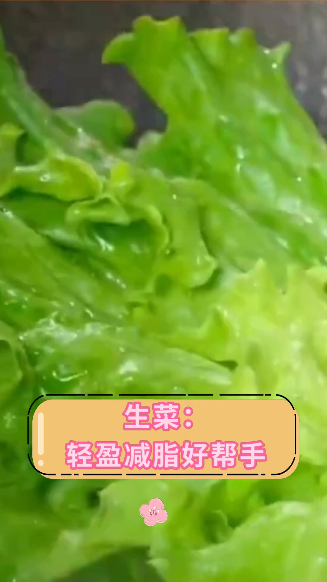 生菜:轻盈减脂好帮手