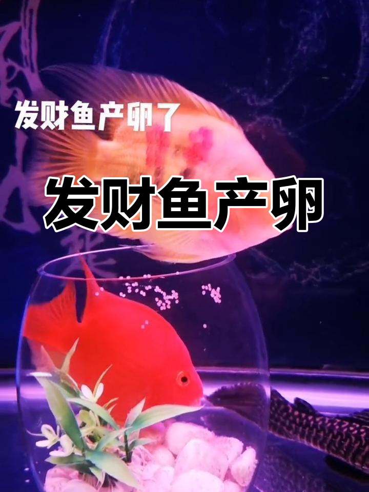 发财鱼成功产卵,招运进宝