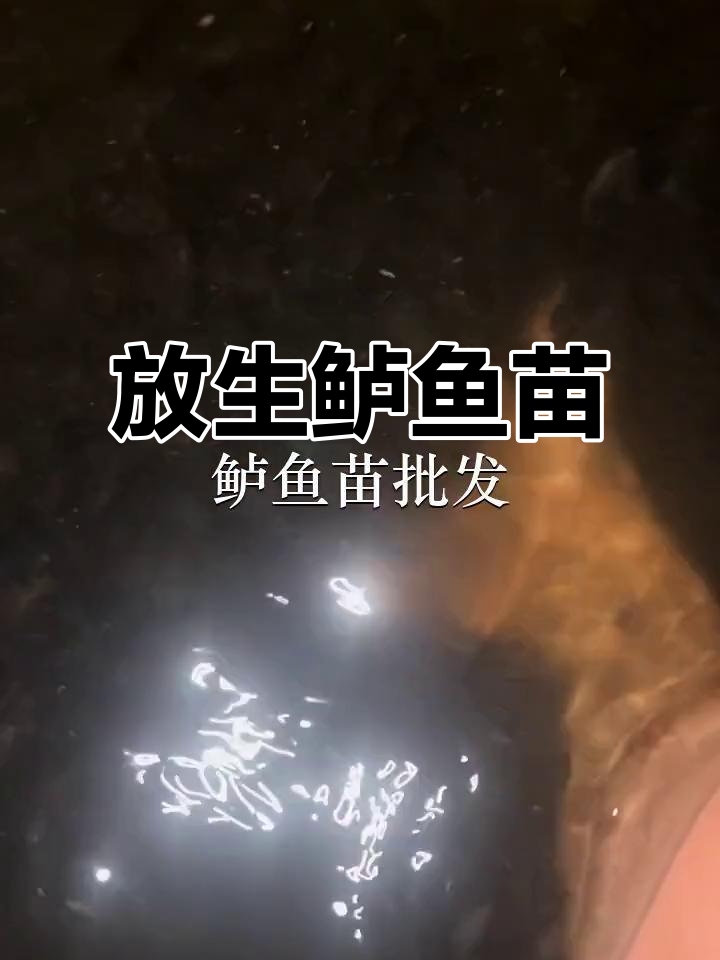 深圳罗湖鱼苗场放生鲈鱼,东莞麻涌也有类似活动