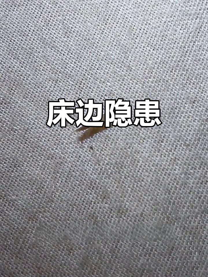 衣鱼虫夜间潜入耳鼻，危害健康，及时清除刻不容缓！