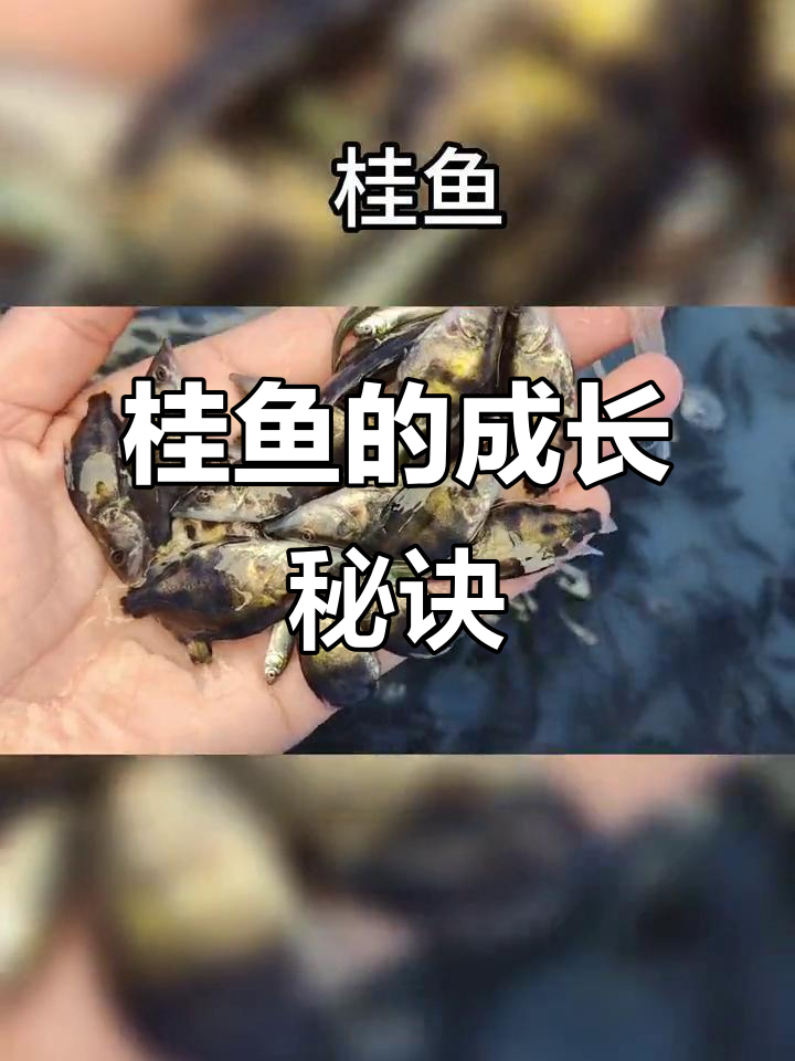 这种桂鱼靠吃小鱼长大,一年能长到三斤!
