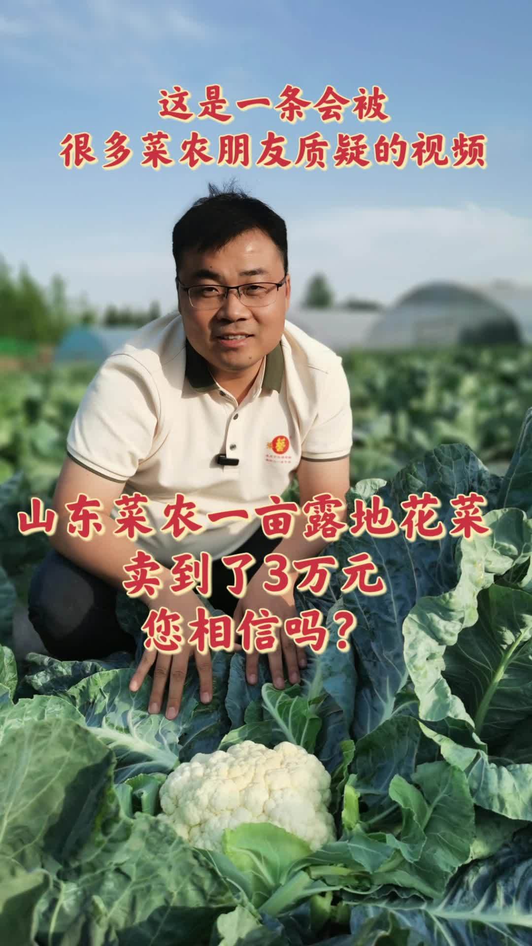 这是一条可能会被很多菜农朋友质疑的视频:如何利用十亩露地种植 蔬菜实现月收入过万-看山东菜