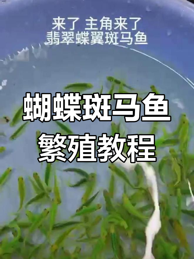 蝶翼斑马鱼孵化全攻略:从准备到产卵的细节