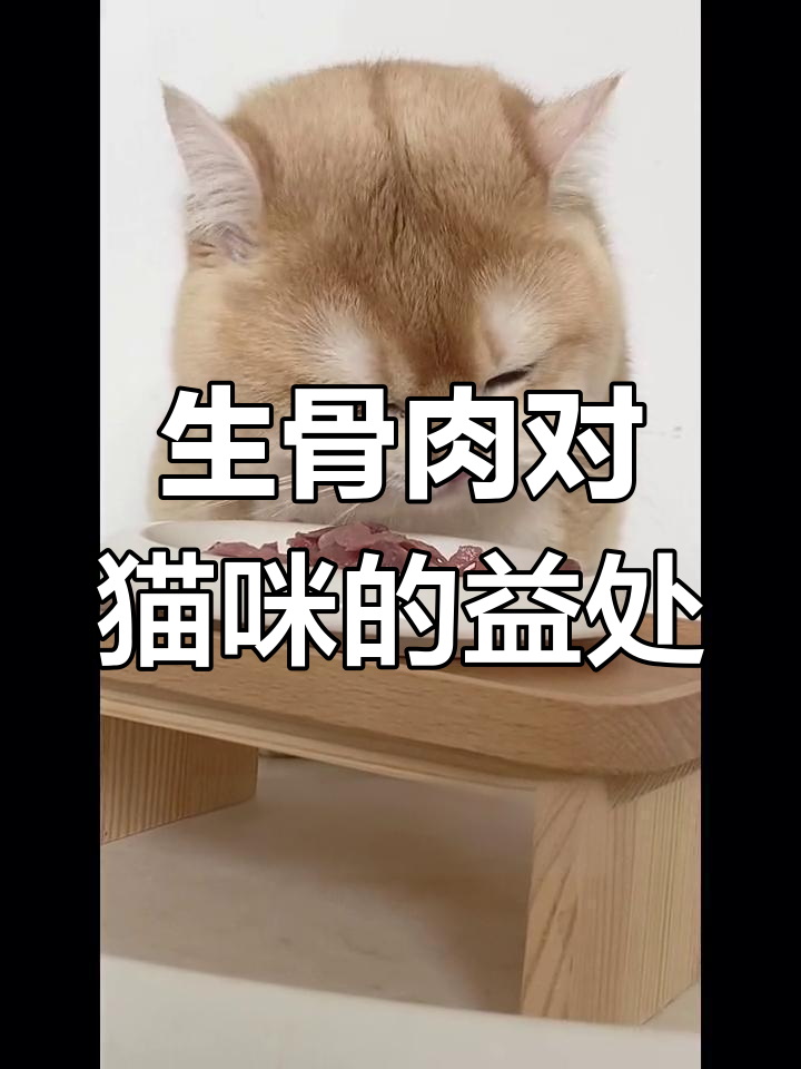 猫吃生骨肉的好处,牙齿毛发都能改善
