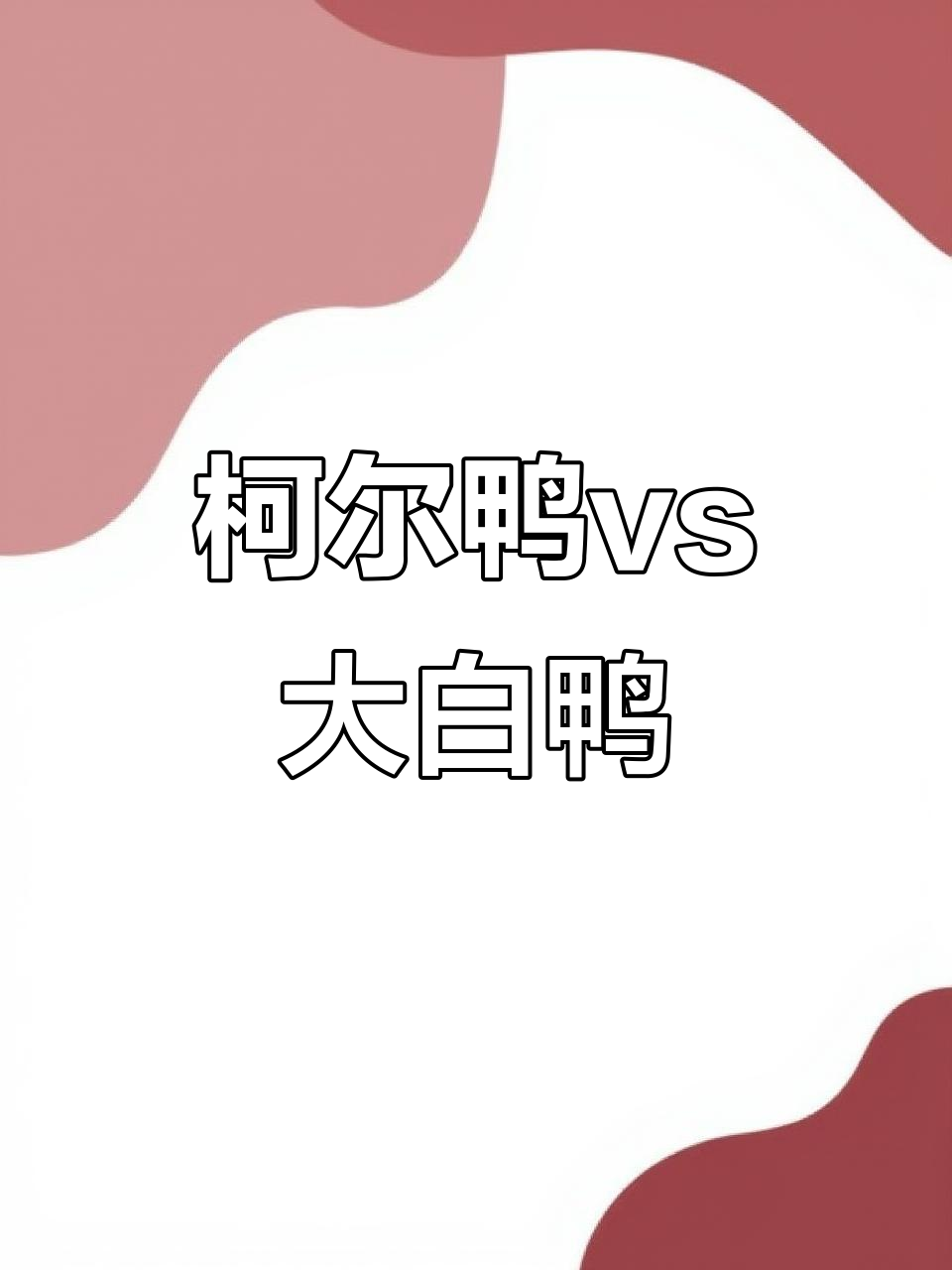 柯尔鸭与大白鸭大比拼,体型叫声差异惊人