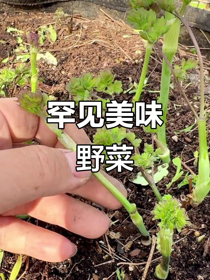 猫爪子菜，鲜美独特，嫩茎蘸酱吃，堪称野味珍品