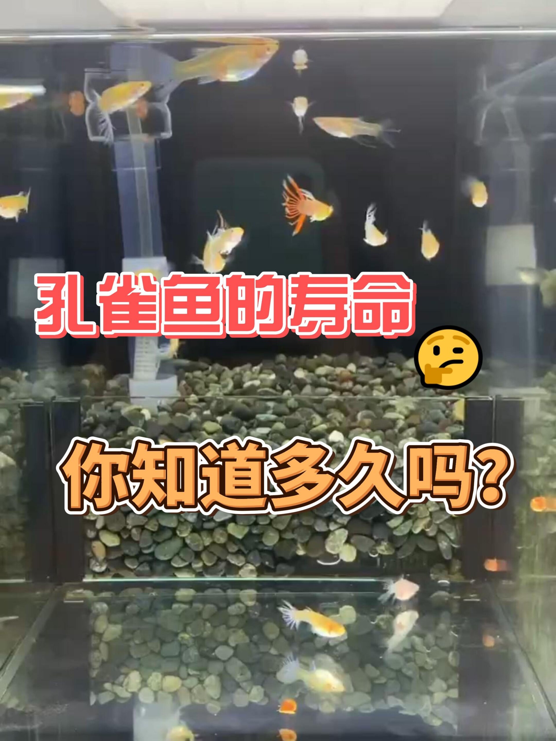 孔雀鱼的寿命正常是多久呢?