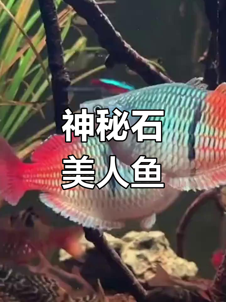 石美人鱼:温和又神秘的淡水宝石,体色差异让人惊艳
