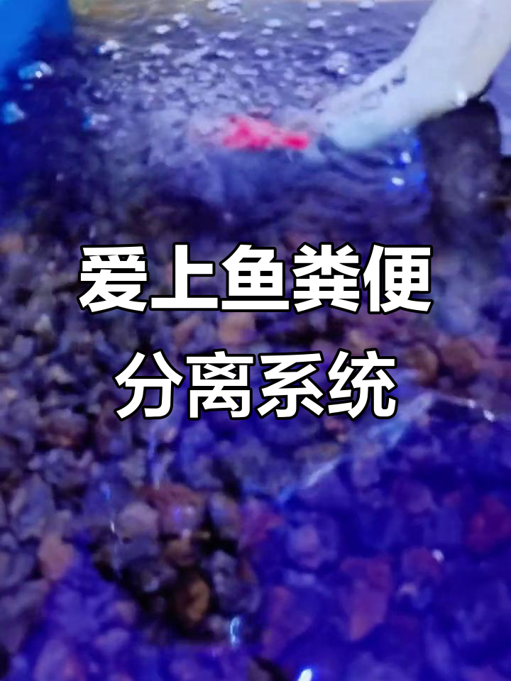鱼粪分离新突破,爱上鱼的专利马桶让水质更清澈