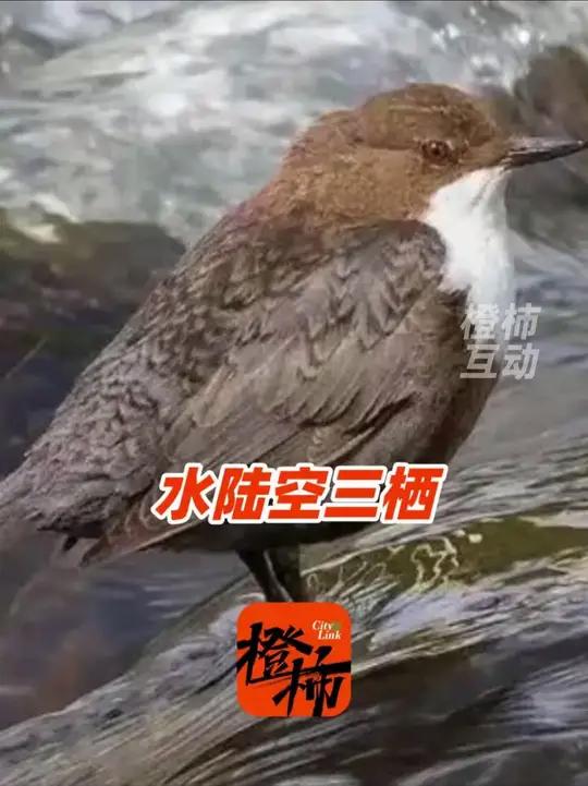 水陆空三栖小鸟你见过吗?快来看它潜水捕鱼,越夸它越来劲了 科普:此鸟名叫河乌