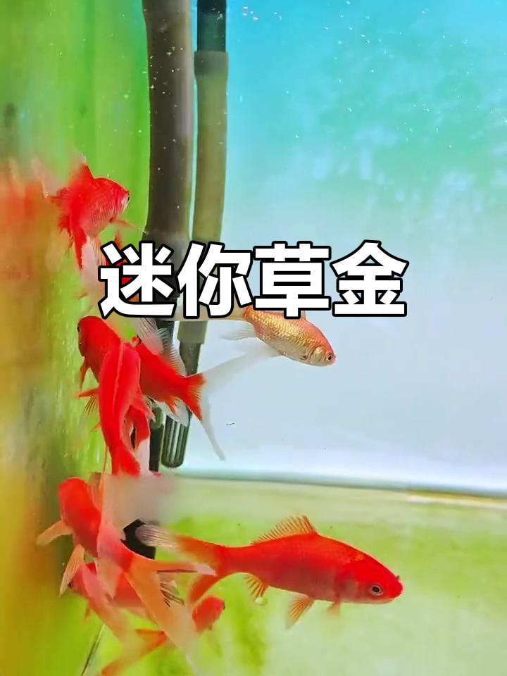 小巧易养,冷水草金鱼,活体淡水鱼苗,观赏性强