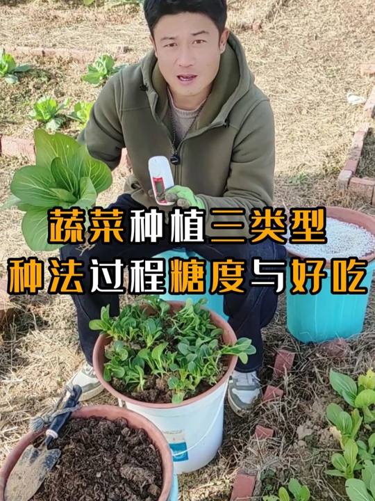 阳台盆栽白菜的3种种植方法，技巧步骤