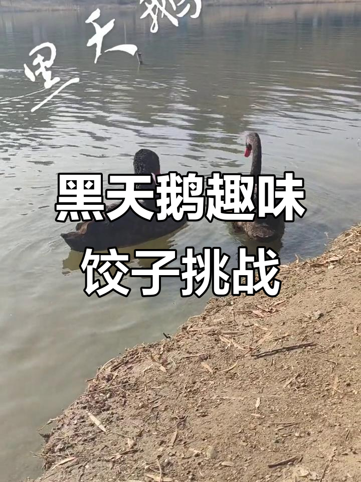 现场实拍:黑天鹅饺子大作战,搞笑又刺激!