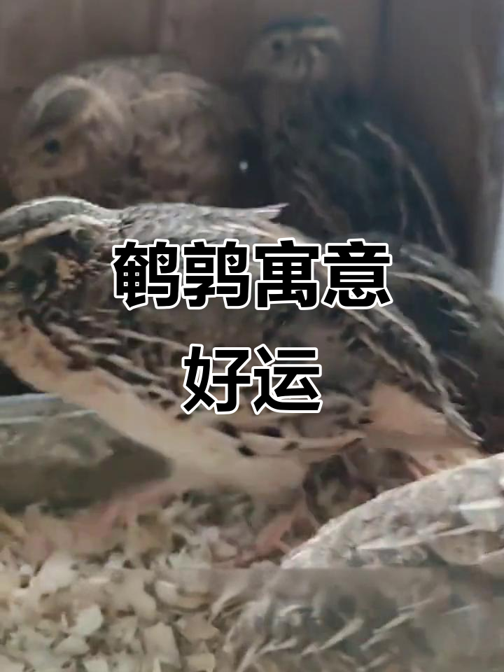 鹌鹑象征和谐与财富,家居摆放带来好运