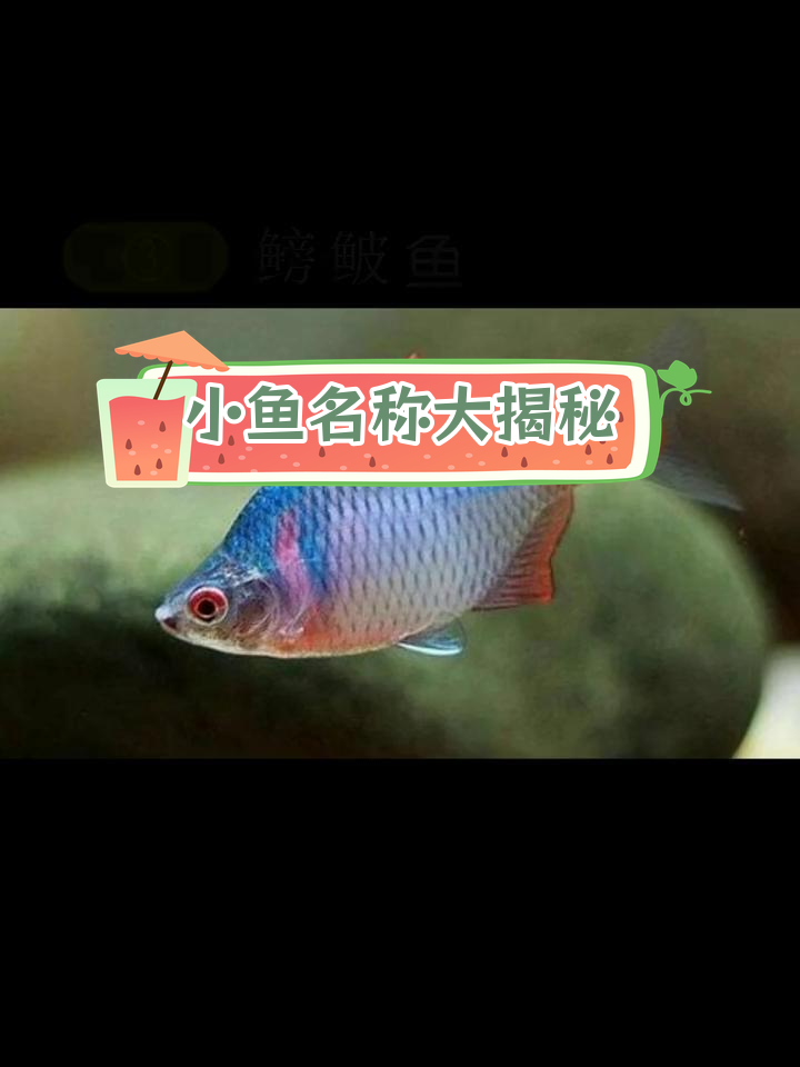 农村常见小鱼种类,你吃过吗?
