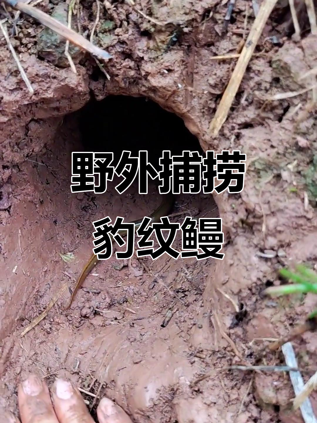 农村户外抓鱼,豹纹鳗惊现大洞!