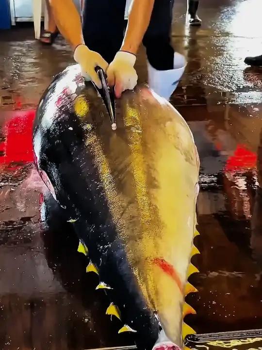 枪鱼身体里那块黑肉，原来不是坏掉了！