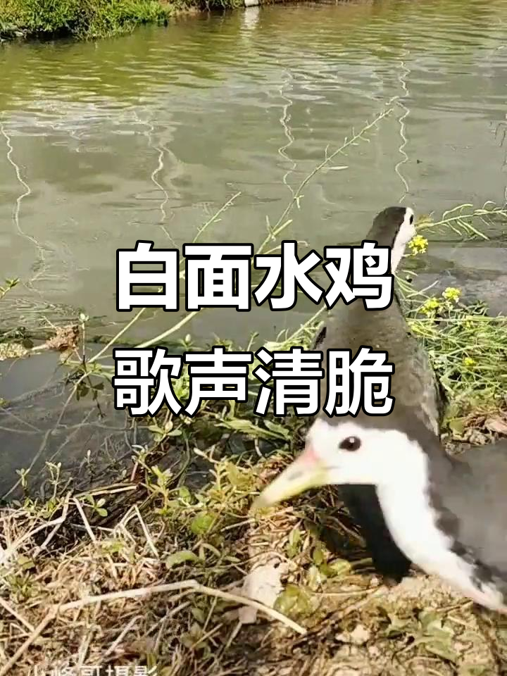 河边白面水鸡欢唱,鸟鸣声如自然音乐