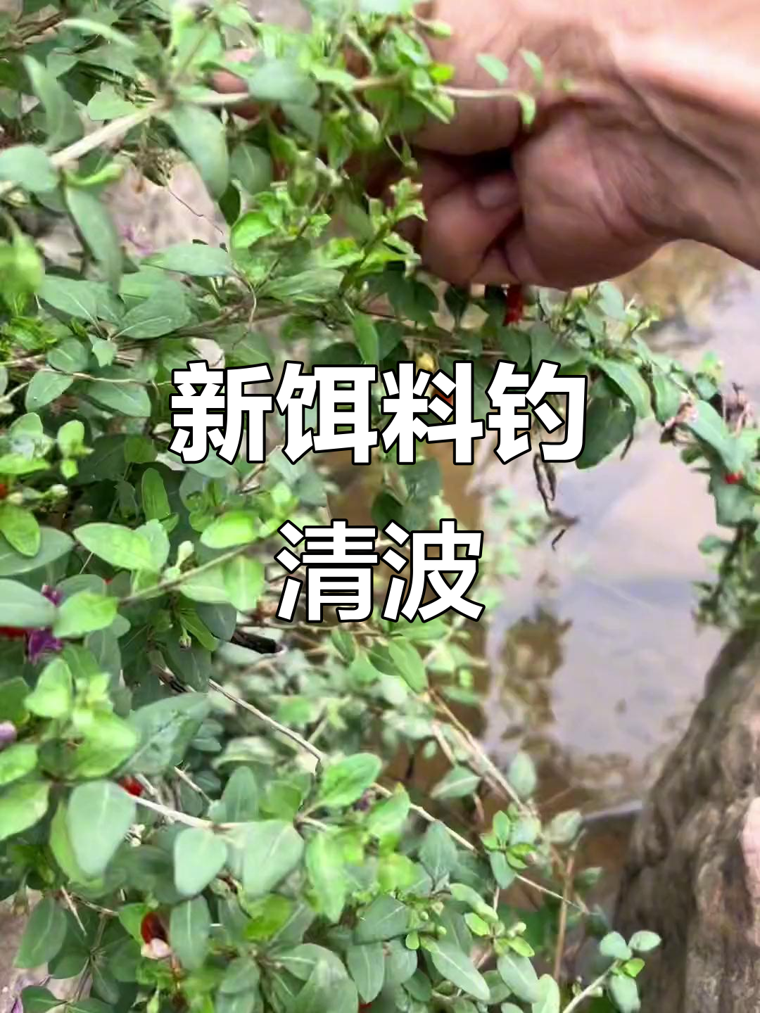 河边新发现!这种饵料让清波鱼疯狂咬钩,钓鱼效果超乎想象